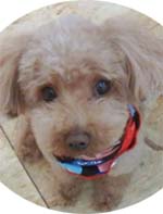 ����΂񌢂̃V���R���ł�